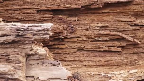 Старий гнилої деревини — стокове відео
