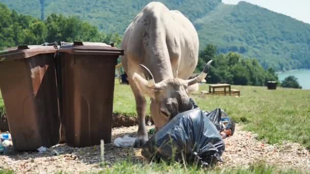 牧草地のゴミ箱の近くでゴミやプラスチックを食べる牛 — ストック動画