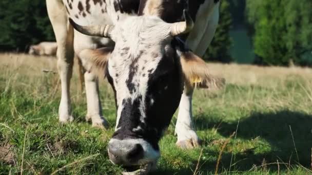Vache mangeant de l'herbe sur le pâturage près de la forêt et de la végétation verte de près 