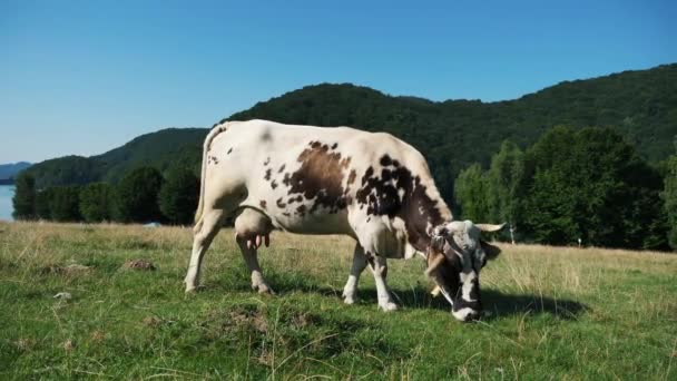 Αγελάδα Τρώει Γρασίδι Στο Βοσκότοπο Στα Βουνά Κοντά Στη Λίμνη — Αρχείο Βίντεο