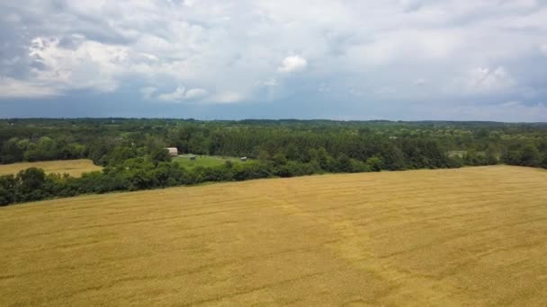 Schöne Weizen- und Grasfeld, Land Sommer dunkle stürmische Wolken Hintergrund — Stockvideo