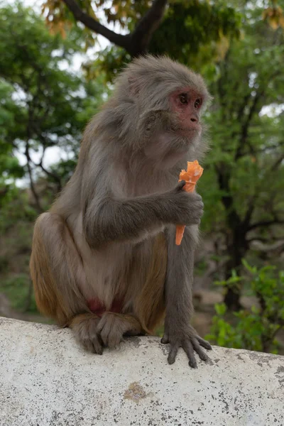 Mono comiendo helado en nepal — Foto de Stock