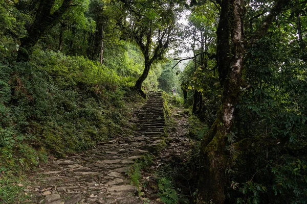 Nepal, Annapurna. Mardi Himal yürüyüşü. tropikal orman