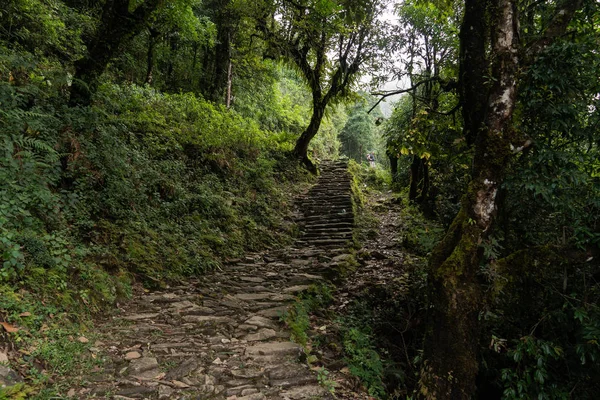 Nepal, Annapurna. Mardi Himal yürüyüşü. tropikal orman
