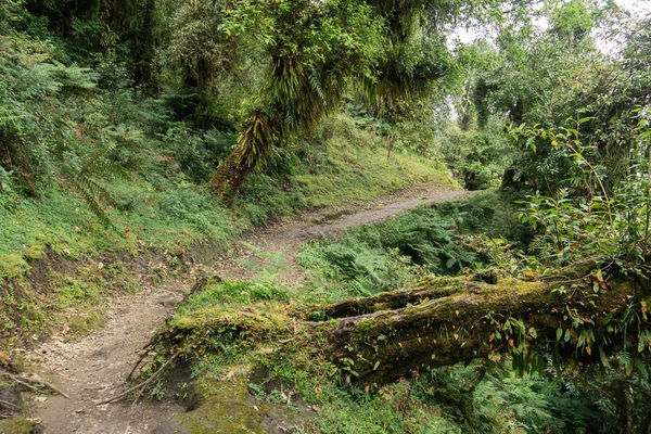Nepal, Annapurna. Mardi Himal yürüyüşü. tropikal orman