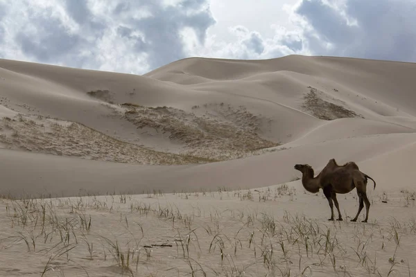 Camels Camelus bactrianus Kum Tepeleri Ufukta