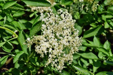 elderflower çiçek kafa sambucus nigra şarap ve alternatif tıp