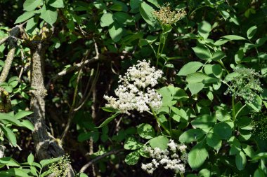 Bahçede çiçek açan yaşlı çiçek (Sambucus nigra)