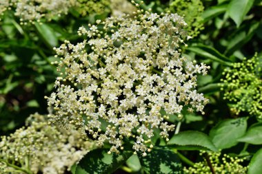 elderflower bahçede yeşil yaprakları ile