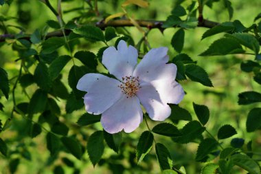 Avustralya pembe ve beyaz gül bahçesinde.