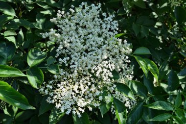 Avrupa siyah mürver (Sambucus nigra) çiçek ve yaprakları
