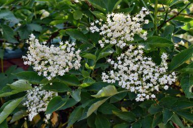 elderflower çiçek kafa sambucus nigra şarap ve alternatif tıp