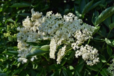 elderflower çiçek kafa sambucus nigra şarap ve alternatif tıp
