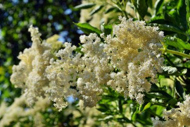 Bahçede çiçek açan yaşlı çiçek (Sambucus nigra)