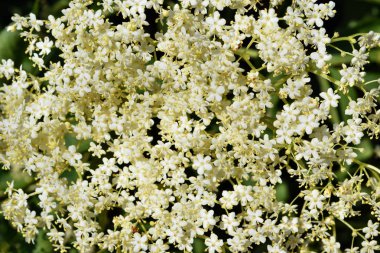 Bahçede açan taze yaşlı çiçek (Sambucus nigra)