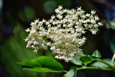 Bahçede çiçek açan yaşlı çiçek (Sambucus nigra)