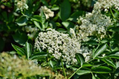 Bahçede çiçek açan yaşlı çiçek (Sambucus nigra)