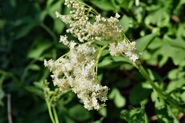 Bezový Květ Květu Sambucus Nigra Pro Víno Alternativní Medicína — Stock fotografie