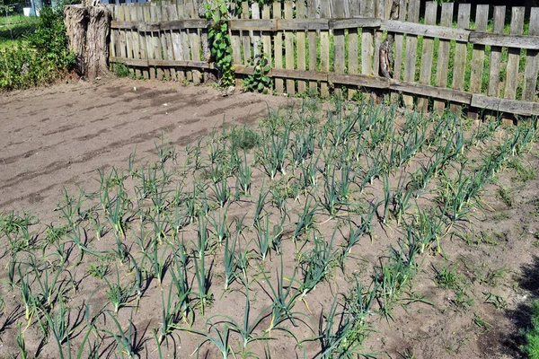 Cultivar Verduras Jardín — Foto de Stock