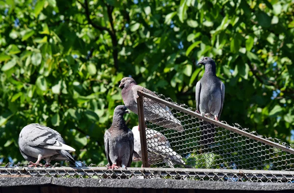 Groupe Pigeons Oiseau Debout Sur Toit Pigeonnier — Photo