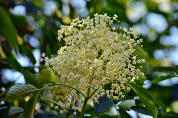 Blühender Holunder Sambucus Nigra Garten — Stockfoto