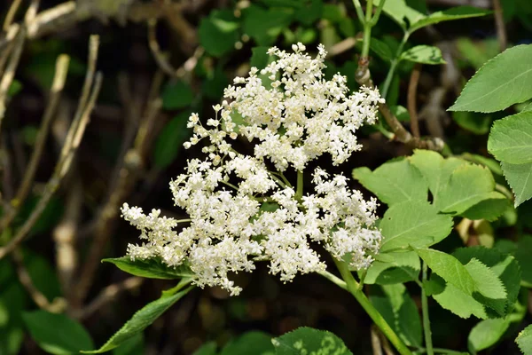 Kvetoucí Bezinka Sambucus Nigra Zahradě — Stock fotografie