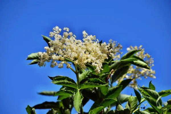 Ανθισμένα Elderflower Sambucus Nigra Στον Κήπο Μπλε Φόντο Του Ουρανού — Φωτογραφία Αρχείου