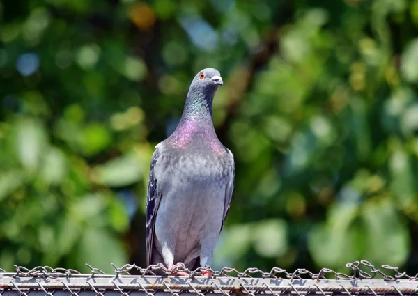Bellissimi Piccioni Uccello Piedi Sul Tetto Colombaia — Foto Stock