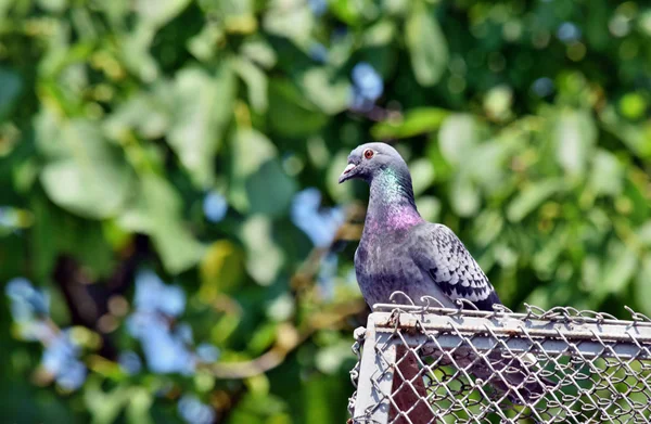 Güzel Güvercin Kuşu Çatıda Duruyor — Stok fotoğraf