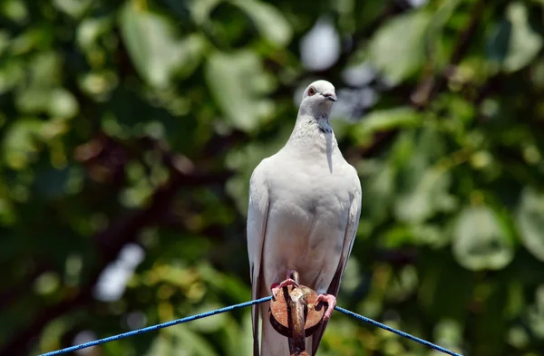 Schöne Tauben Vogel Steht Auf Dach Taubenschlag — Stockfoto