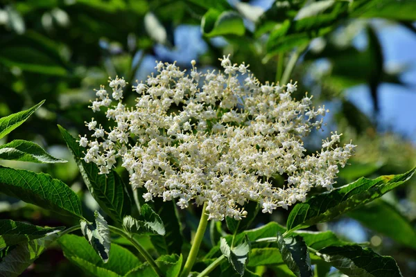 Mavi gökyüzü arka plan üzerinde çiçek açan mürver