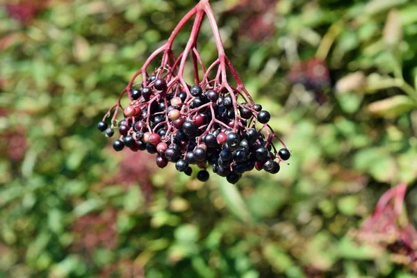 Rosnące Owoce Świeże Czarnego Bzu Ogrodzie — Zdjęcie stockowe