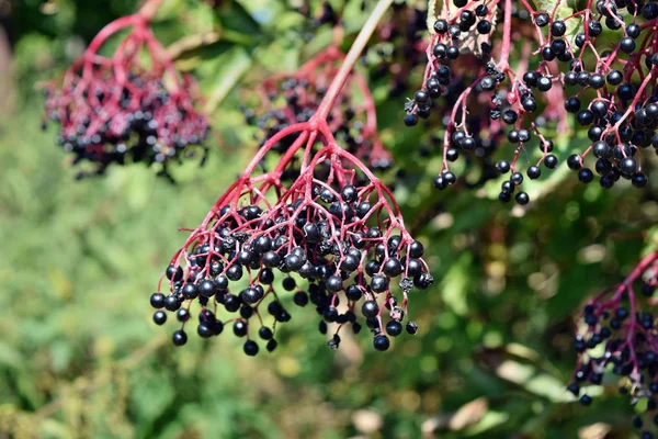 Rosnące Owoce Świeże Czarnego Bzu Ogrodzie — Zdjęcie stockowe