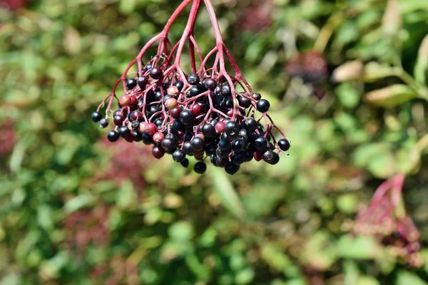 Growing Fresh Elderberry Fruits Garden — Stock Photo, Image