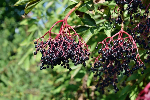 Groeiende Verse Vlierbes Fruit Tuin Achtergrond Blauwe Hemel — Stockfoto