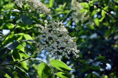 elderflower çiçek kafa sambucus nigra şarap ve alternatif tıp