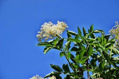Çiçek açan yaşlı çiçek (Sambucus nigra) mavi gökyüzü arka planında bahçede