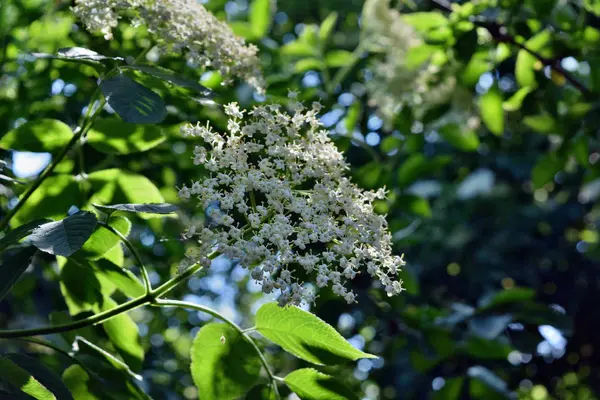 Fläder Blomma Huvudet Sambucus Nigra För Vin Och Alternativ Medicin — Stockfoto