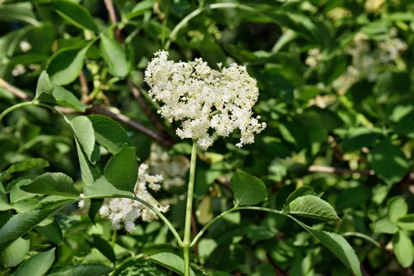 Floarea Vârstnică Înflorită Sambucus Nigra Grădină — Fotografie, imagine de stoc