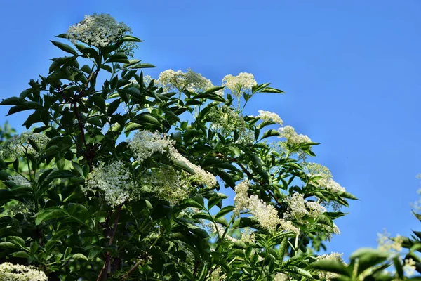 Ανθισμένα Elderflower Sambucus Nigra Στον Κήπο Μπλε Φόντο Του Ουρανού — Φωτογραφία Αρχείου