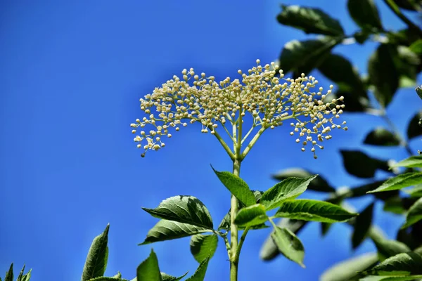 Bloeiende Vlierbloesem Sambucus Nigra Tuin Blauwe Hemel Achtergrond — Stockfoto