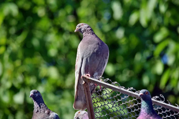Beaux Pigeons Oiseau Debout Sur Toit Pigeonnier — Photo