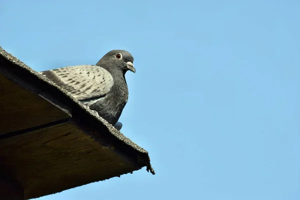 Beaux Pigeons Oiseau Debout Sur Toit Pigeonnier — Photo