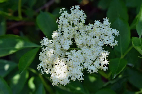 Idosos Frescos Sambucus Nigra Florescendo Jardim — Fotografia de Stock