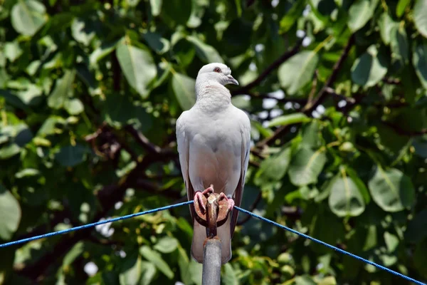 Bellissimi Piccioni Uccello Piedi Sul Tetto Colombaia — Foto Stock