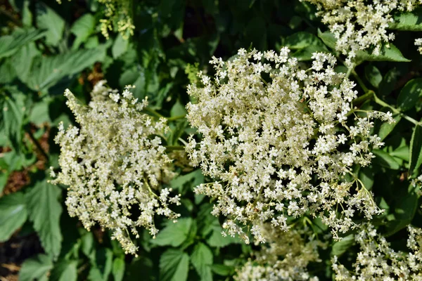 Świeże Kwiaty Bzu Czarnego Sambucus Nigra Kwitnące Ogrodzie — Zdjęcie stockowe