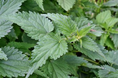 Bahçedeki ısırgan otu vahşi doğada sergilenir.