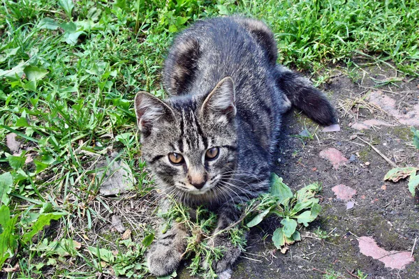 Güzel Çizgili Gri Kedi Içinde Belgili Tanımlık Bahçe Yalan — Stok fotoğraf