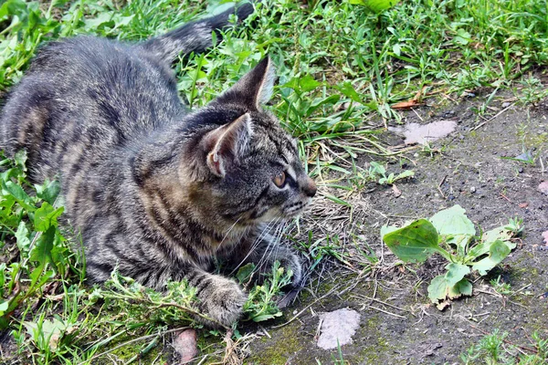 Vacker Randig Grå Katt Liggande Trädgården — Stockfoto