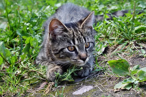 Belo Gato Cinza Listrado Deitado Jardim — Fotografia de Stock